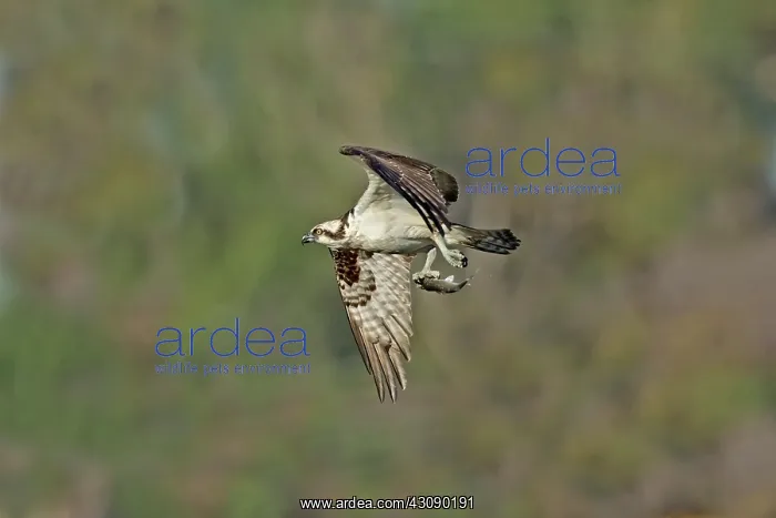 : Osprey carrying small fish : Osprey carrying small fish