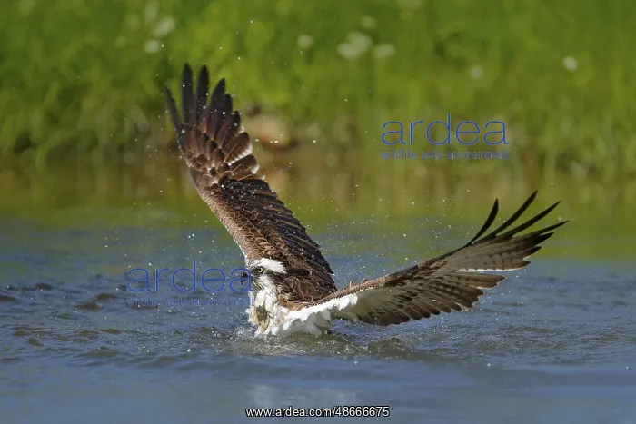 : Osprey catch fish. Flying osprey with fish. Action scene : Osprey catch fish. Flying osprey with fish. Action scene