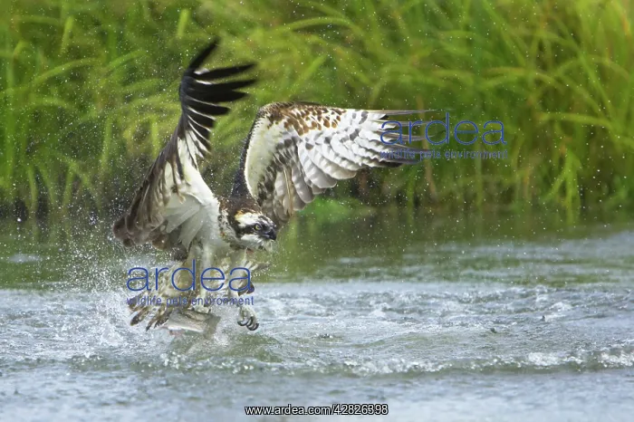 : Osprey - Catching Fish : Osprey - Catching Fish