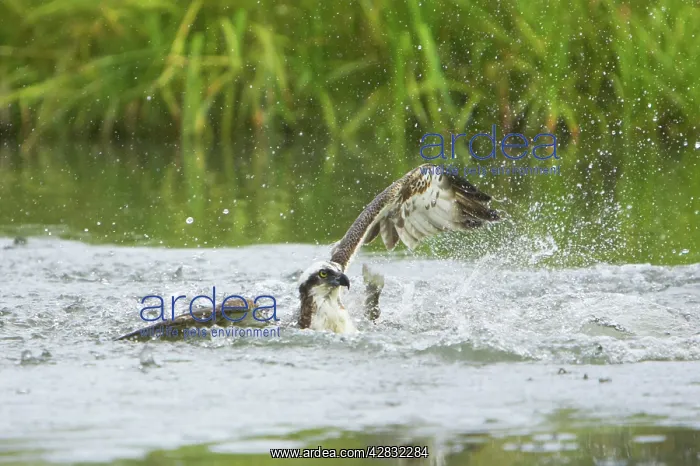 : Osprey - Catching Fish : Osprey - Catching Fish