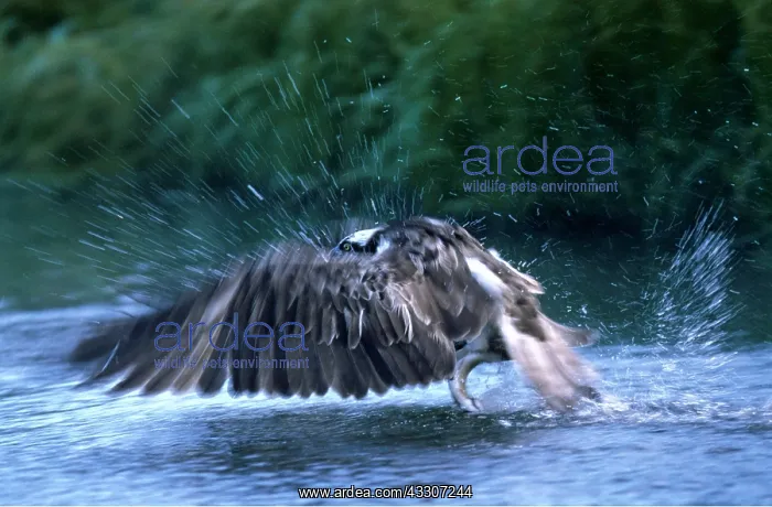 : OSPREY - catching fish : OSPREY - catching fish