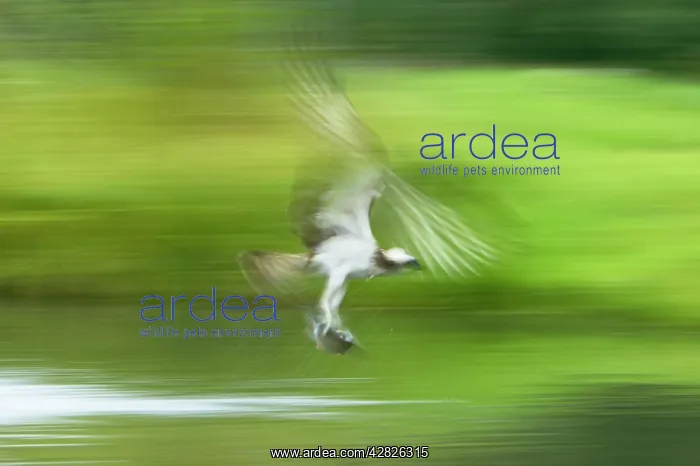 : Osprey - Catching Fish (Slow Pan) : Osprey - Catching Fish (Slow Pan)