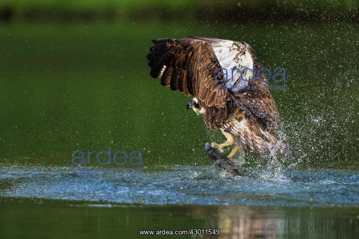 : Osprey catching a trout : Osprey catching a trout