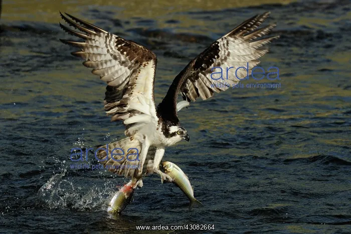 : Osprey Catching Trout : Osprey Catching Trout