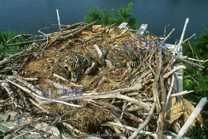 : Osprey Chicks in Nest : Osprey Chicks in Nest