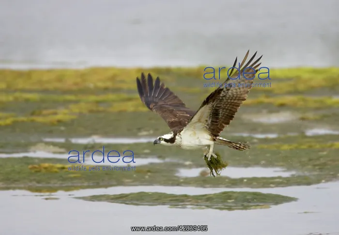 : Osprey - with collected nest material : Osprey - with collected nest material