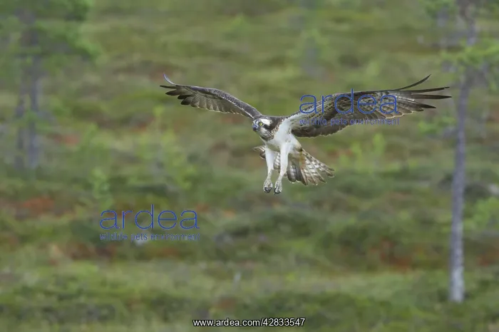 : Osprey - Coming in to Perch : Osprey - Coming in to Perch