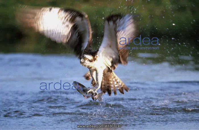 : OSPREY - diving to catch fish : OSPREY - diving to catch fish