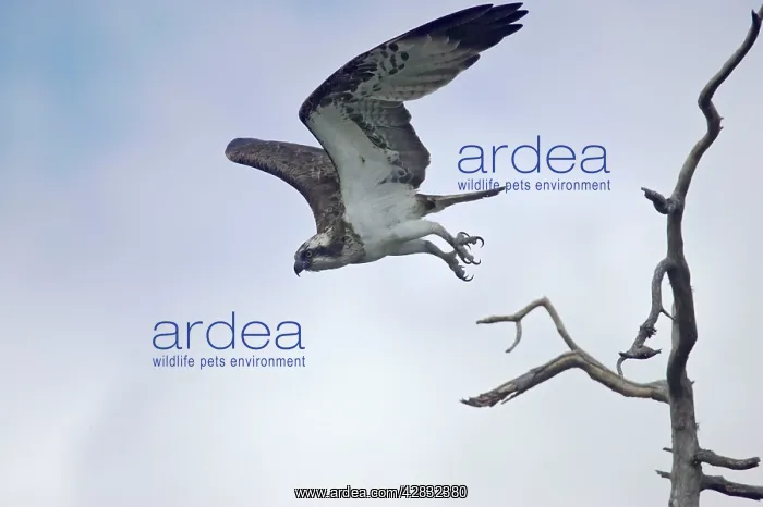  : Osprey - Diving for Fish