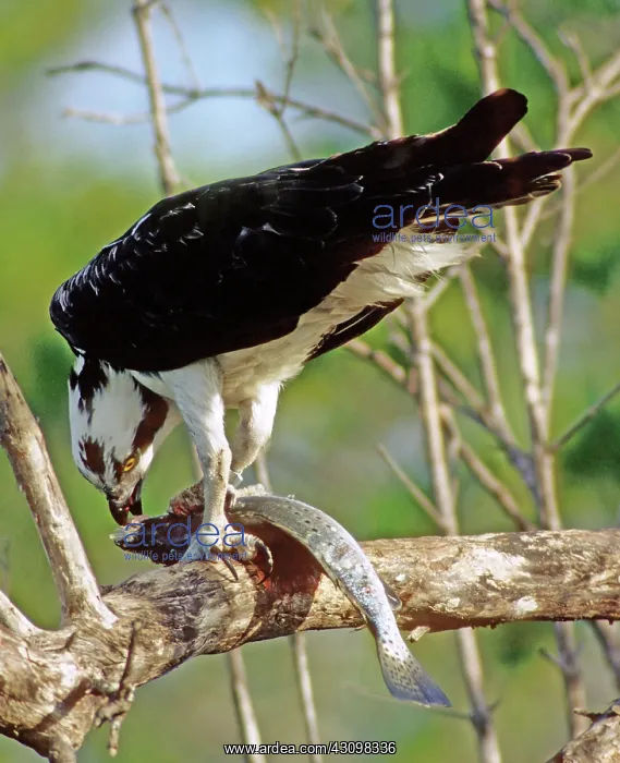 : Osprey eating fish : Osprey eating fish