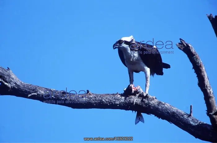: OSPREY - eating fish on tree : OSPREY - eating fish on tree