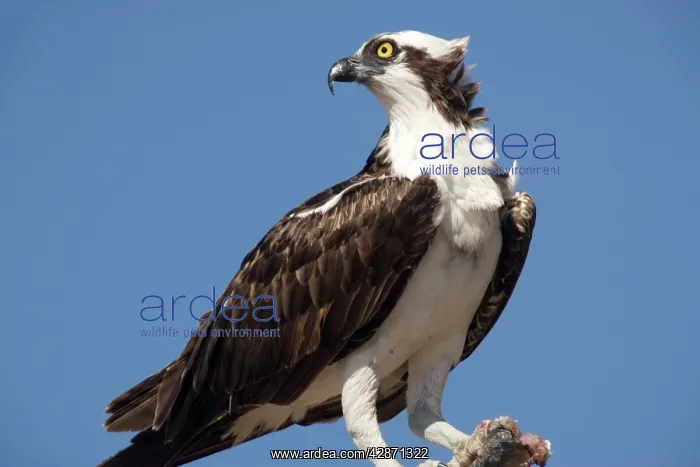 : Osprey - eating recently-caught fish on a branch, male : Osprey - eating recently-caught fish on a branch, male