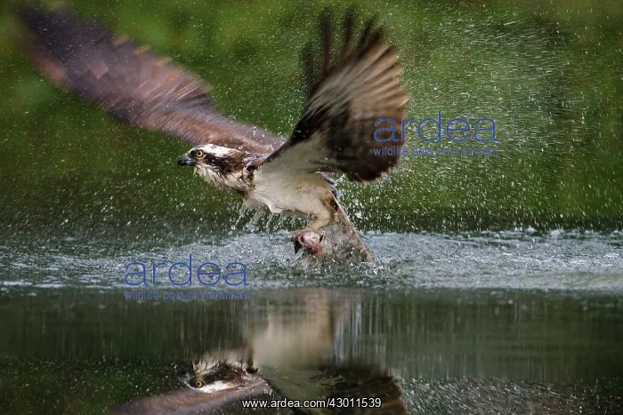 : Osprey emerging from water with a trout : Osprey emerging from water with a trout