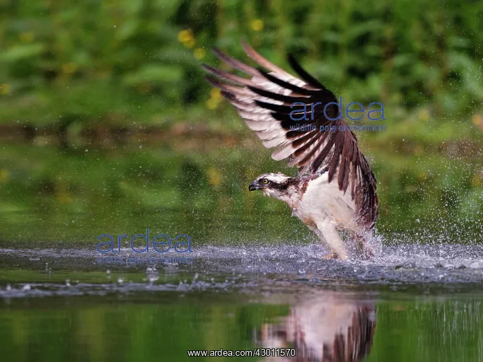 : Osprey emerging from water with a trout : Osprey emerging from water with a trout