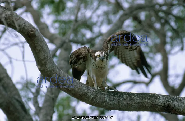 : Osprey in the Everglades : Osprey in the Everglades