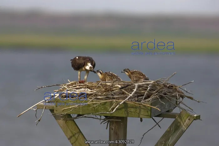 : Osprey feeding chicks : Osprey feeding chicks