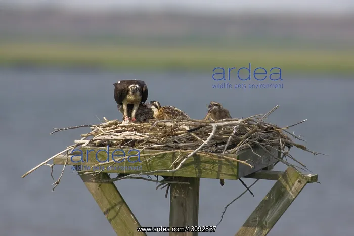 : Osprey feeding chicks : Osprey feeding chicks