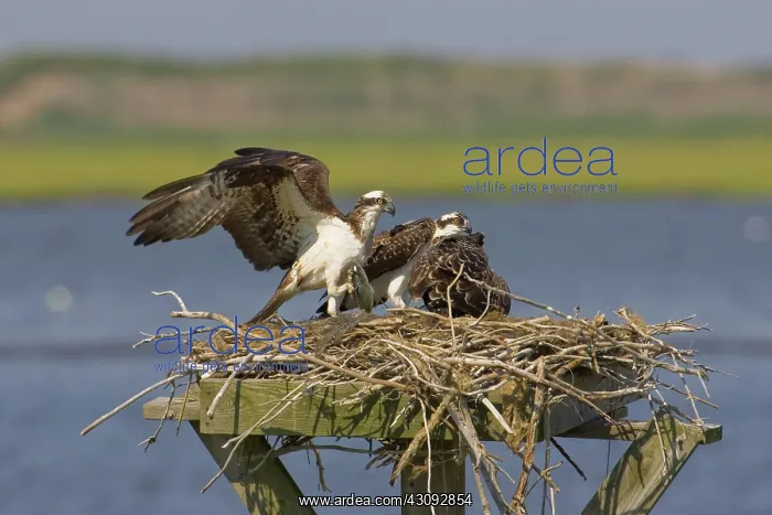 : Osprey feeding chicks : Osprey feeding chicks