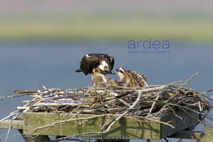 : Osprey feeding chicks : Osprey feeding chicks