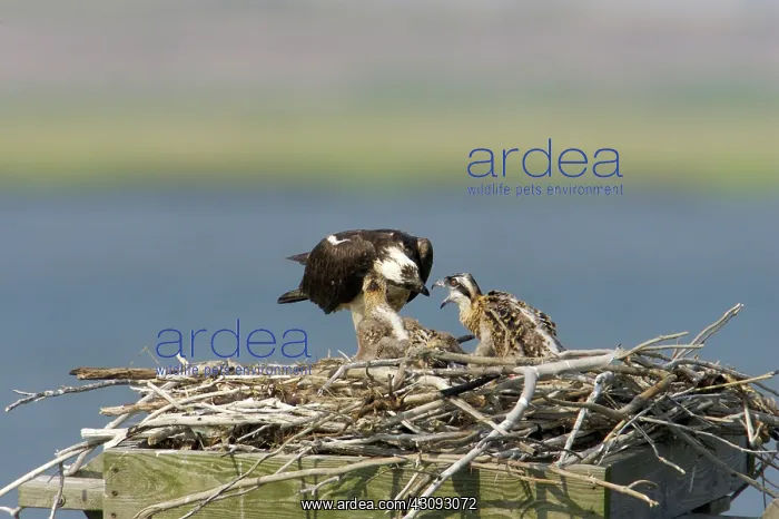 : Osprey feeding chicks : Osprey feeding chicks