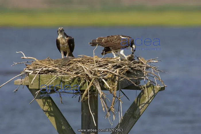 : Osprey feeding young : Osprey feeding young
