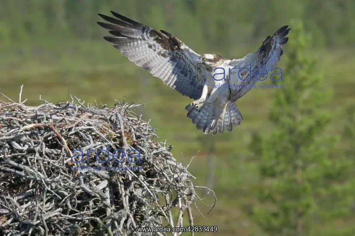 : Osprey - Female Coming in to Nest : Osprey - Female Coming in to Nest