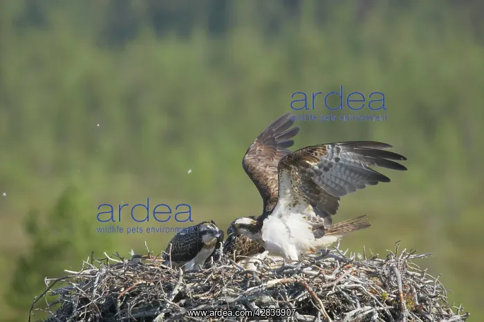: Osprey - Female Coming in to Nest : Osprey - Female Coming in to Nest
