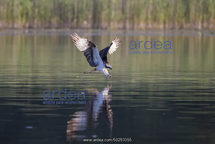 : Osprey Fish : Osprey Fish