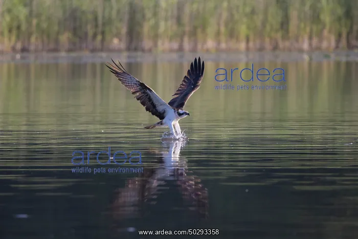 : Osprey Fish : Osprey Fish