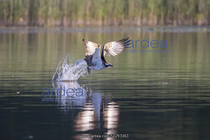 : Osprey Fish : Osprey Fish