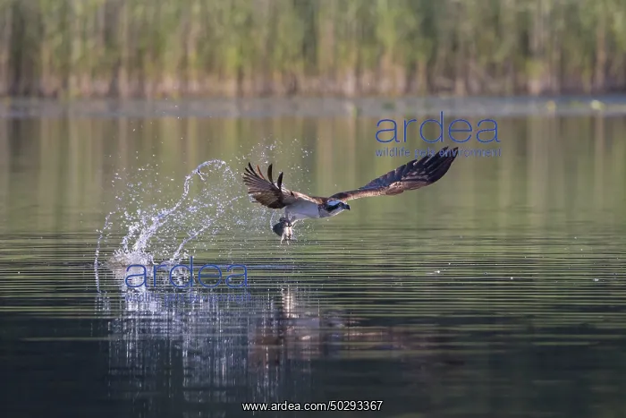 : Osprey Fish : Osprey Fish