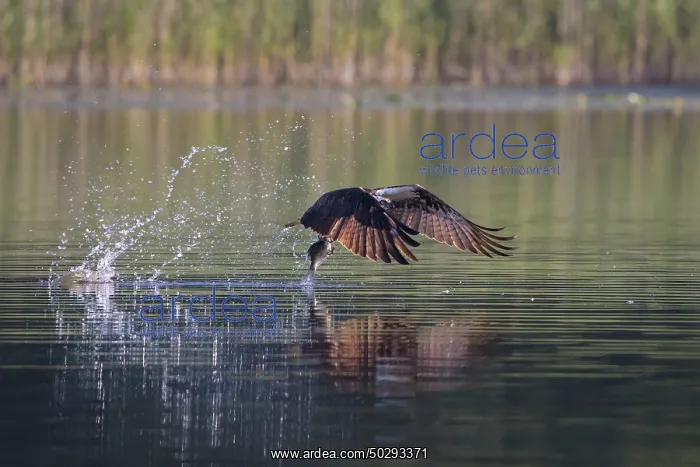 : Osprey Fish : Osprey Fish