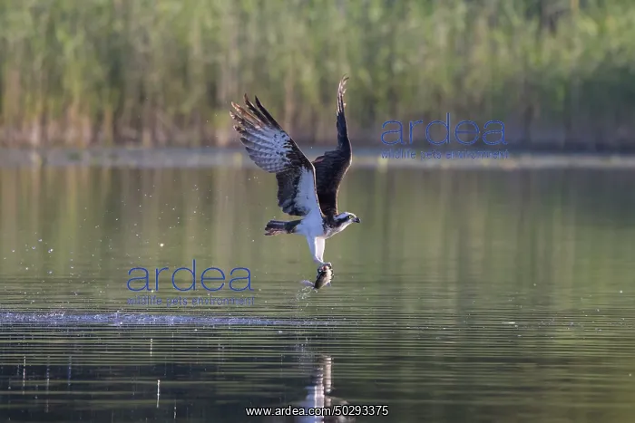 : Osprey Fish : Osprey Fish