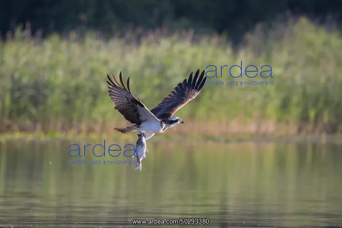 : Osprey Fish : Osprey Fish