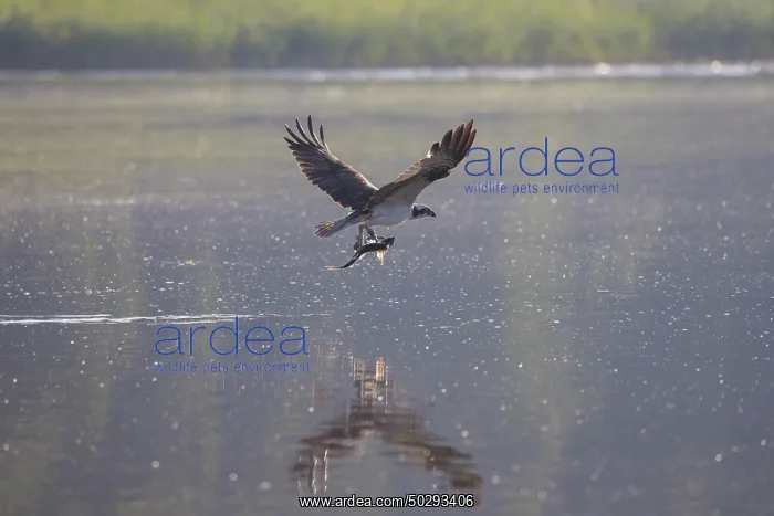 : Osprey Fish : Osprey Fish