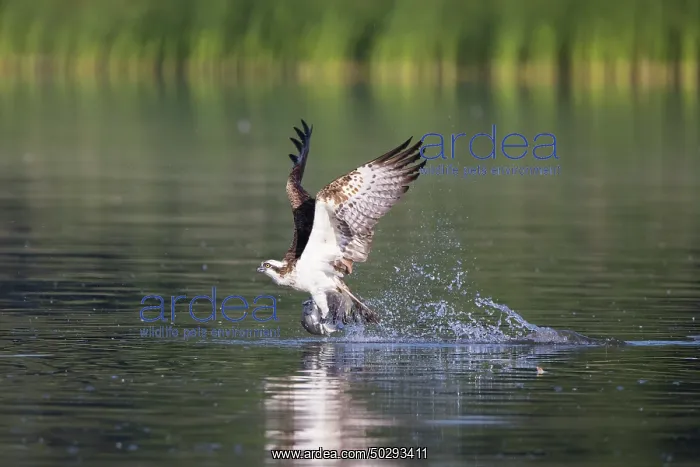 : Osprey Fish : Osprey Fish