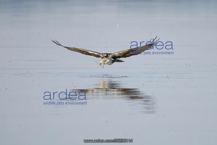 : Osprey Fish : Osprey Fish