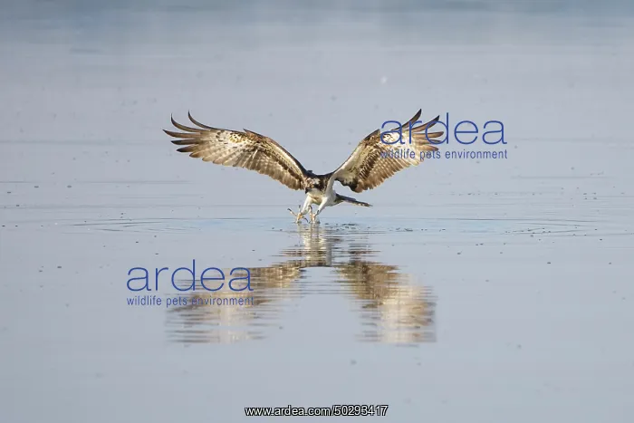 : Osprey Fish : Osprey Fish
