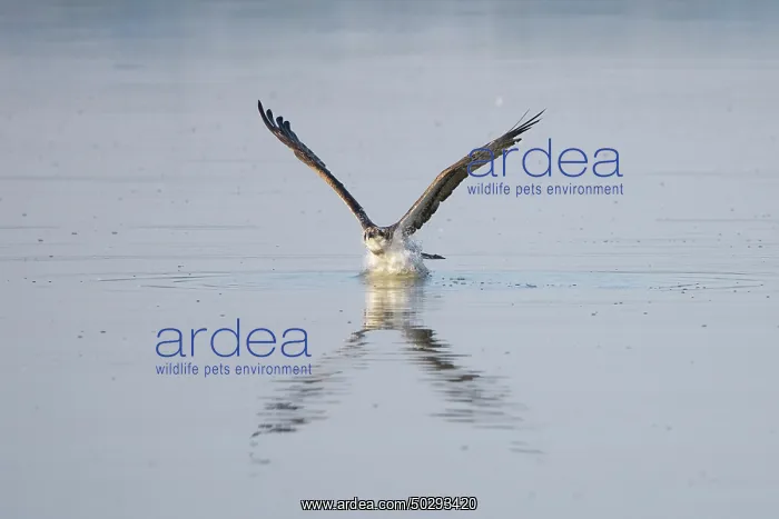 : Osprey Fish : Osprey Fish