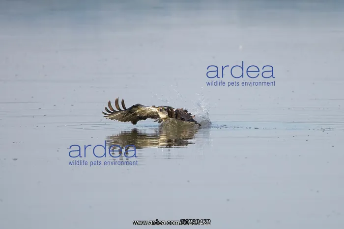 : Osprey Fish : Osprey Fish
