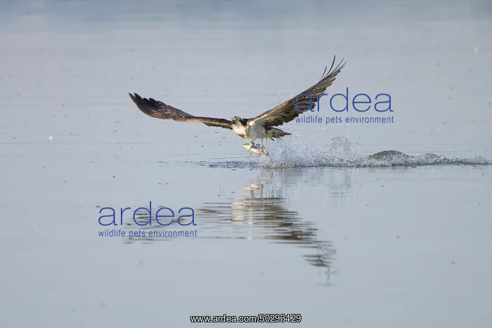 : Osprey Fish : Osprey Fish