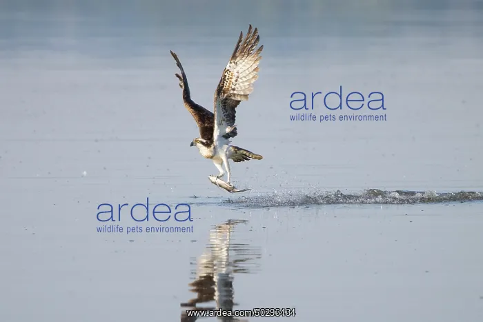 : Osprey Fish : Osprey Fish