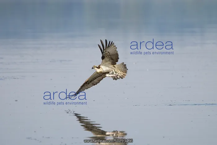 : Osprey Fish : Osprey Fish