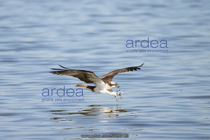 : Osprey Fish : Osprey Fish