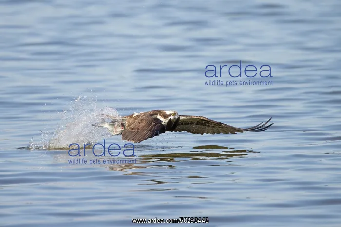 : Osprey Fish : Osprey Fish