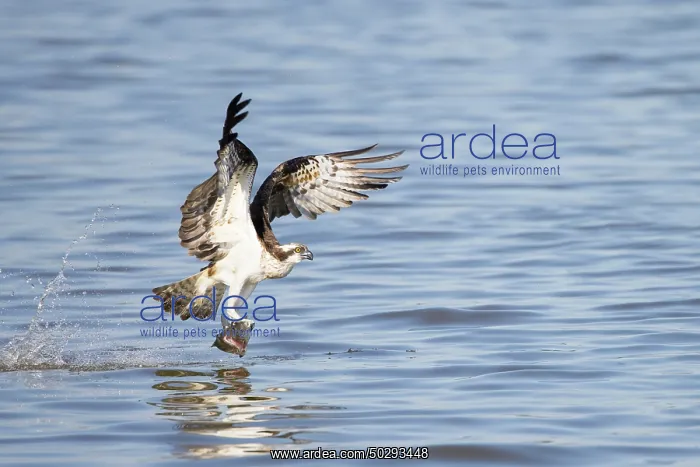 : Osprey Fish : Osprey Fish