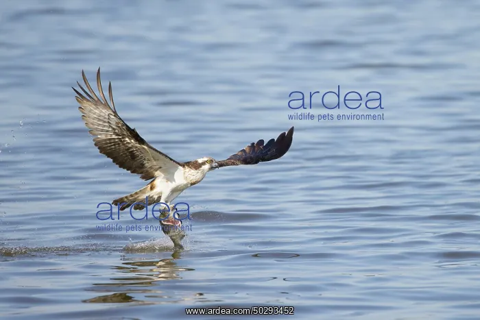 : Osprey Fish : Osprey Fish