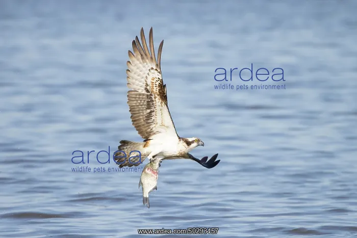 : Osprey Fish : Osprey Fish