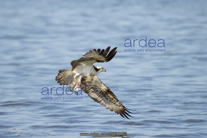 : Osprey Fish : Osprey Fish