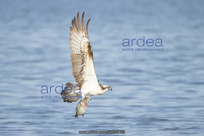 : Osprey Fish : Osprey Fish